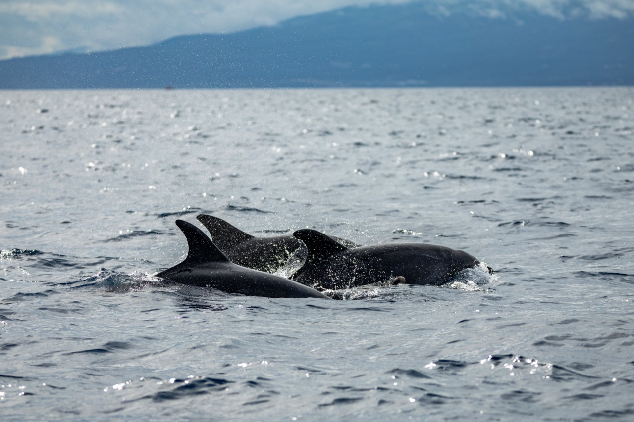 Wale_gehoren_zur_reichen_Tierwelt_der_Azoren_c_Hapag-Lloyd_Cruises-Groot